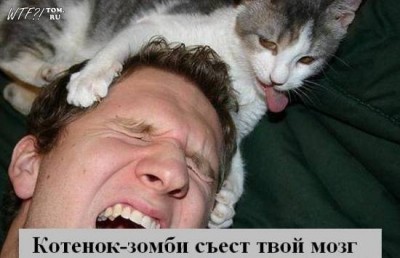 1250206852_kotiki_42.jpg