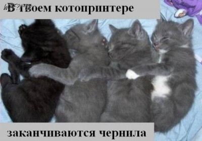 1250206870_kotiki_32.jpg