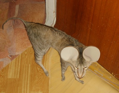 My cat Spleen (mouse-style) 3 (2007).jpg