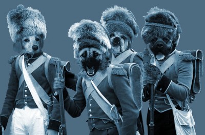 nassau_dogs.jpg