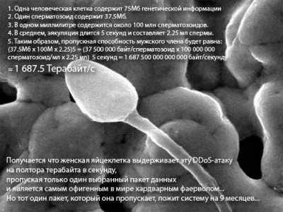 anek_002.jpg
